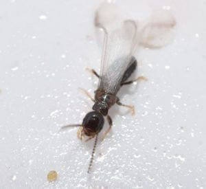 Close Up of Winged Termite