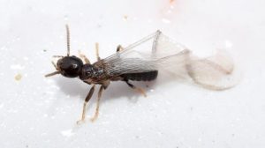 Winged Termite Caught in a Trap