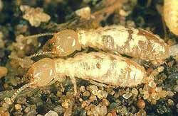 Photo of Pair of Eastern Subterranean Termites