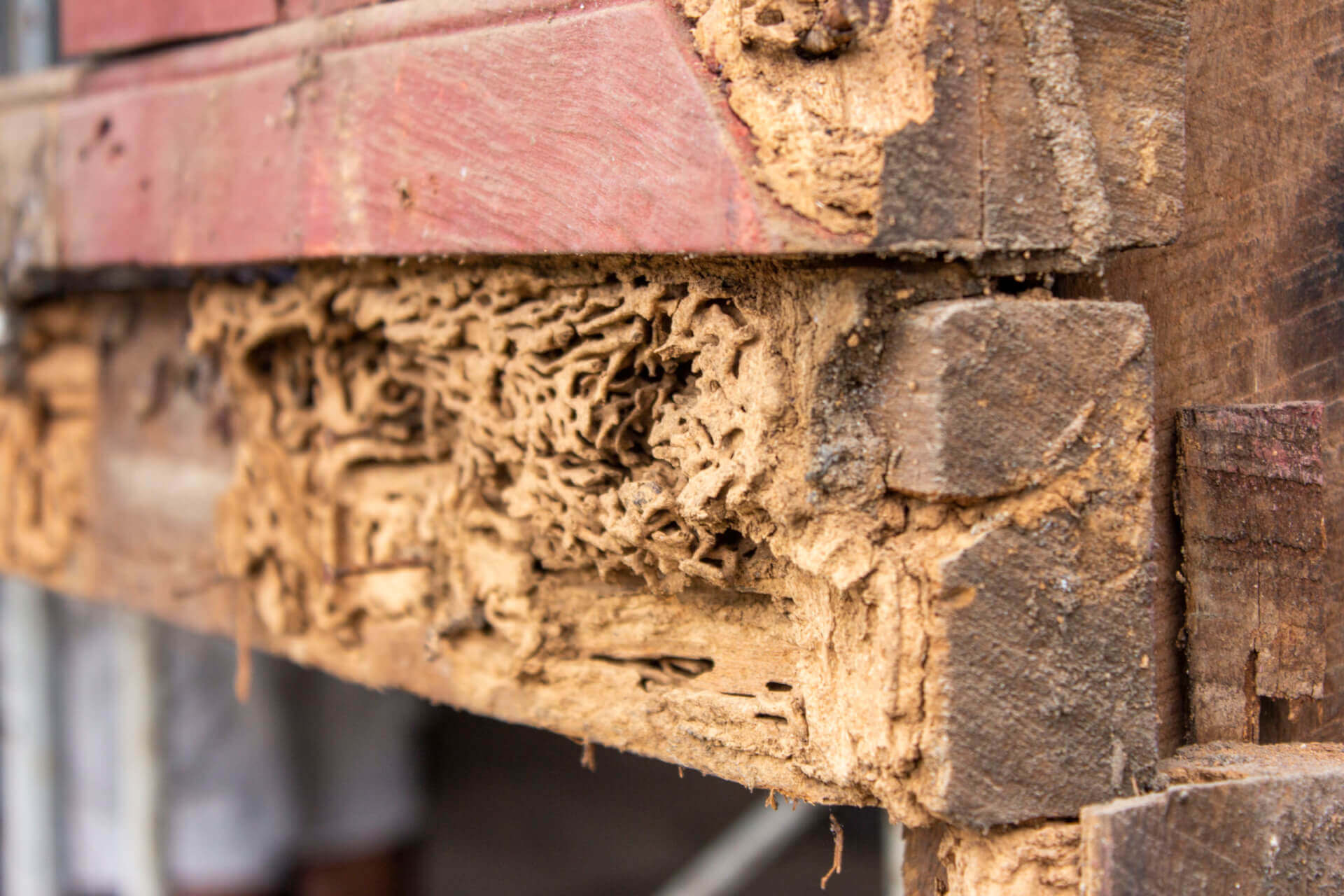 How To Get Rid Of Termites Treatment Options Western Pest Services how-to-get-rid-of-termites-treatment-options-western-pest-services