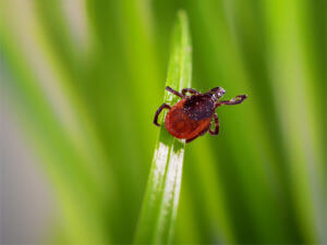 adult tick on grass