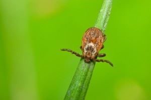 Front View of a Tick on a Piece of Grass