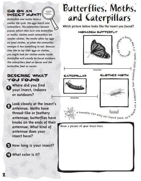 Insect Writing Paper - Have Fun Teaching