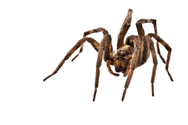 Picture of a Wolf Spider