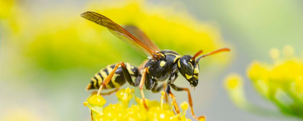 wasp in a yellow flower.