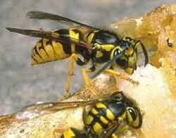 Picture of Two Yellow Jackets