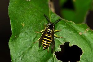 Picture of Yellow Jacket on a Leaf