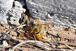 Yellow Jacket on the Ground