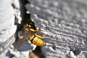 Image of Yellow Jacket in Crevice