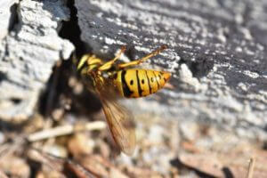 Image of Yellow Jacket outside Crevice