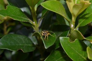 Image of Yellow Jacket on a Leaf